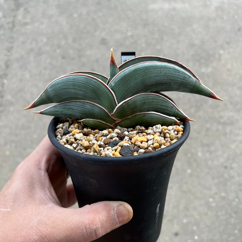 サンセベリア ロリダ | STELLA.PLANTS サンセベリア ロリダ | STELLA.PLANTS