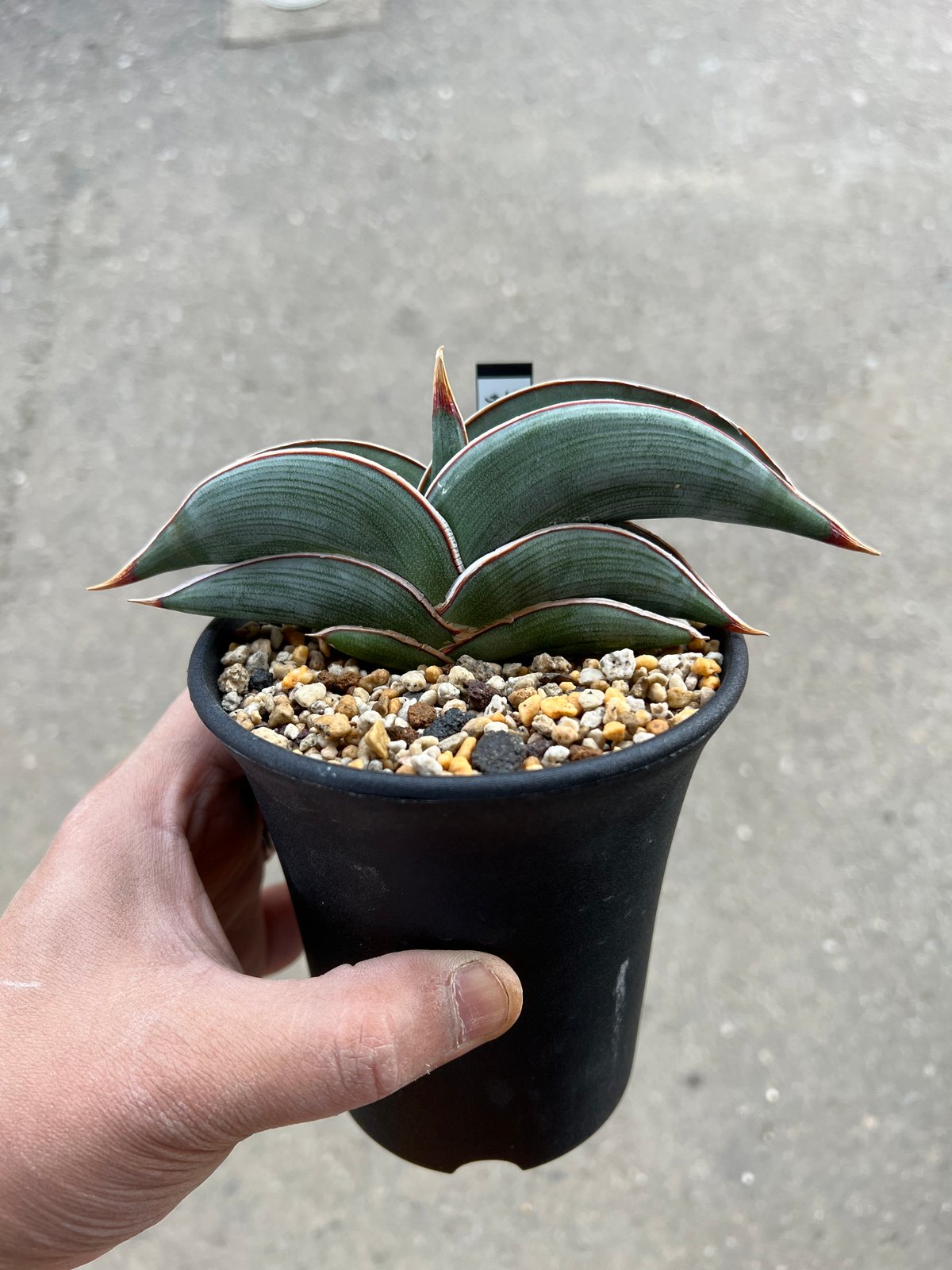 サンセベリア ロリダ | STELLA.PLANTS サンセベリア ロリダ | STELLA.PLANTS
