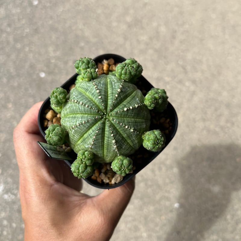 ユーフォルビア シンメトリカ1 | STELLA.PLANTS