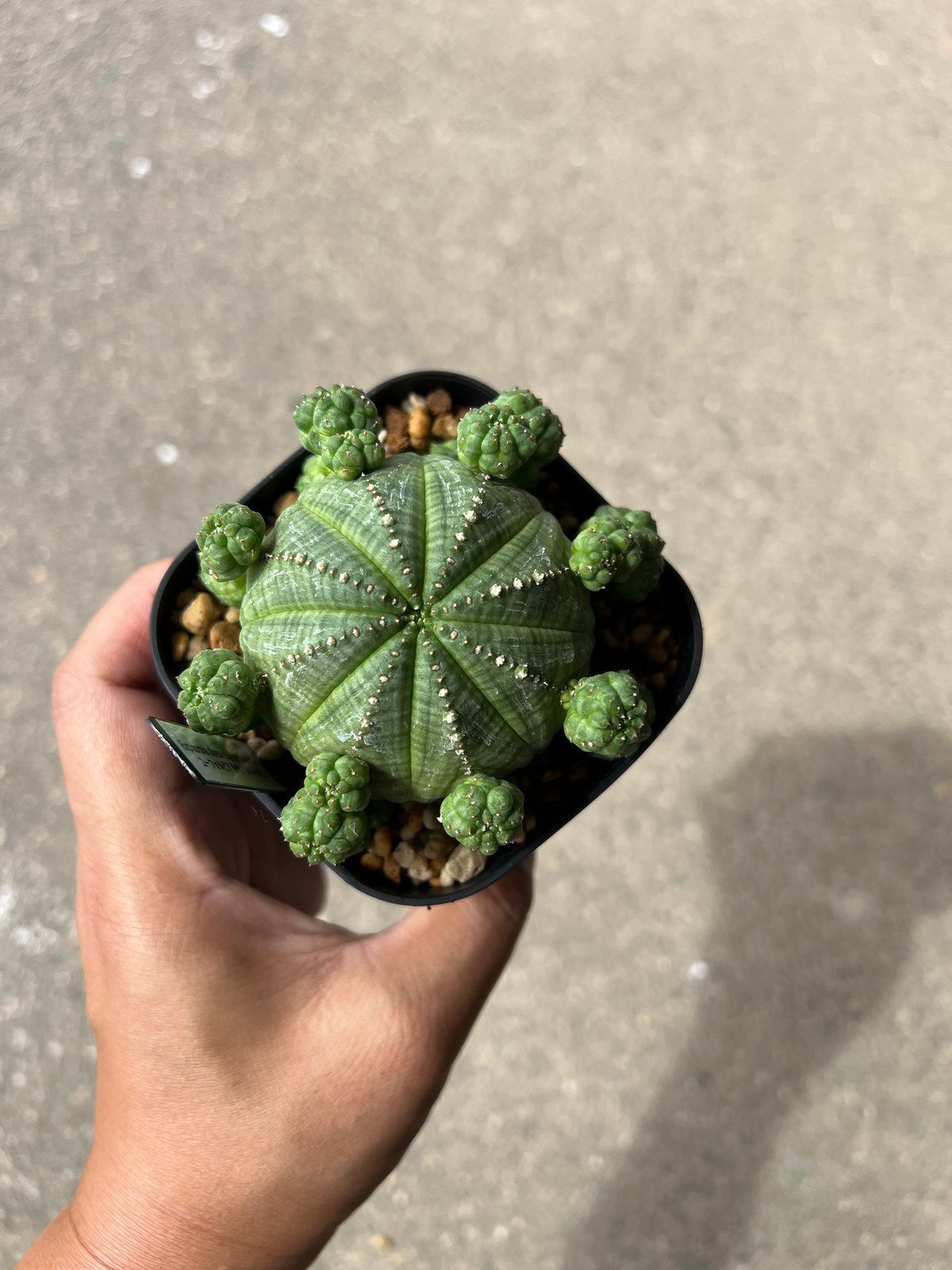 ユーフォルビア シンメトリカ1 | STELLA.PLANTS