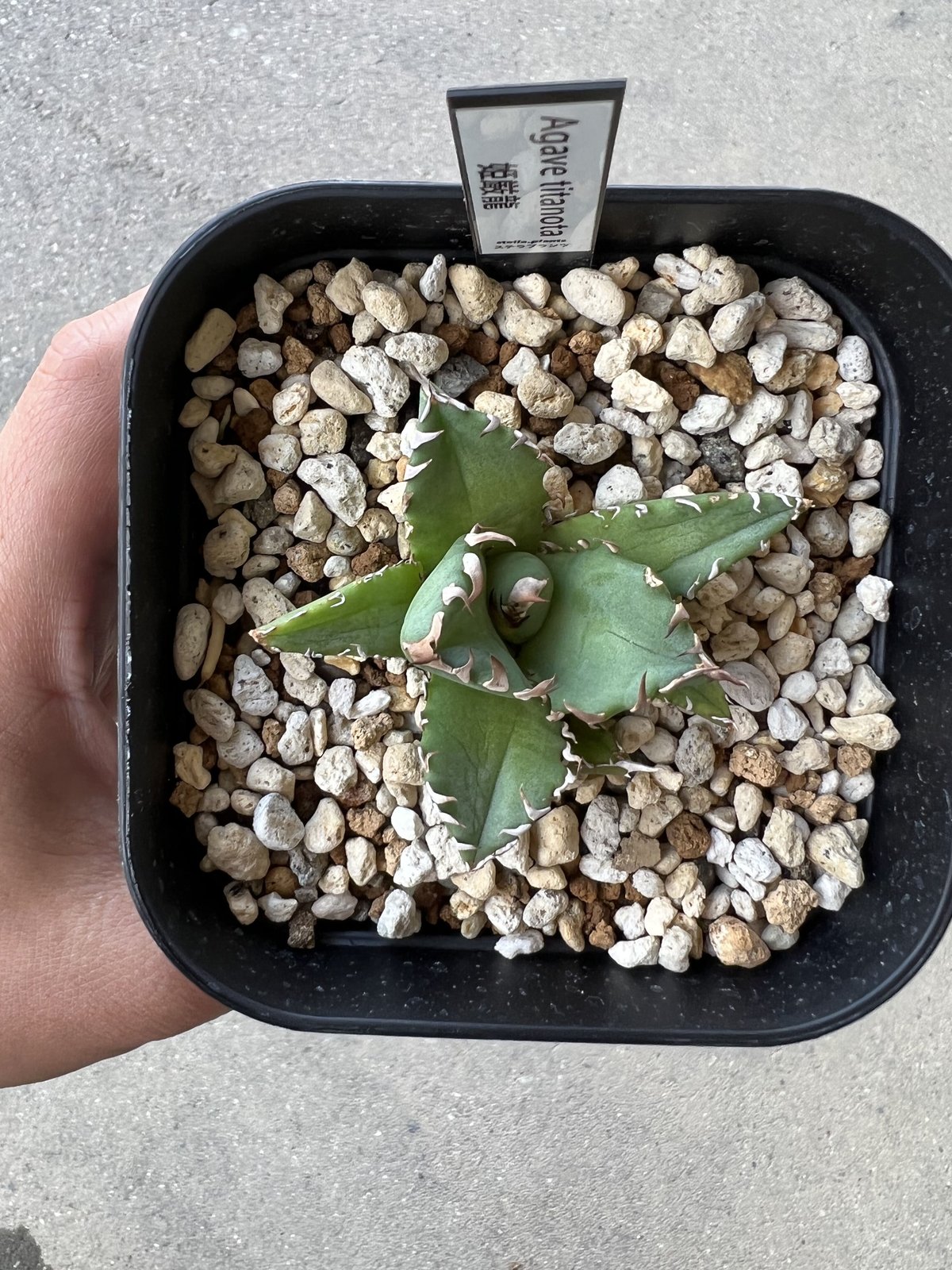 アガベ・姫厳龍 現地株｜Agave titanota 'Dwarf'139 アガベ