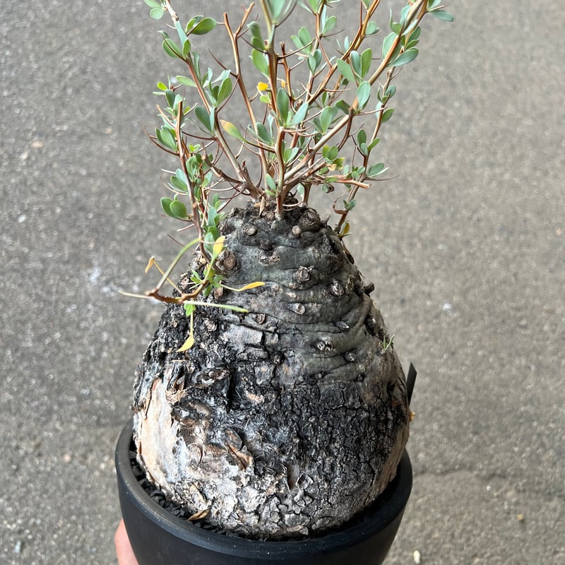 フォークイエリア コルムナリス 観峰玉 | STELLA.PLANTS