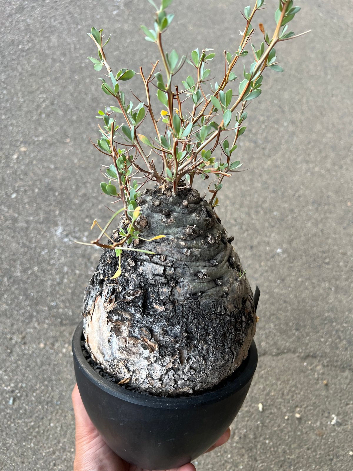 フォークイエリア コルムナリス 観峰玉 | STELLA.PLANTS