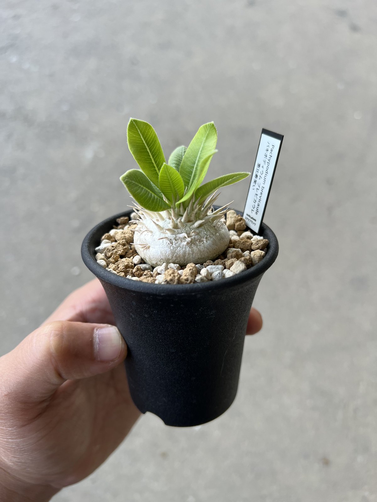 パキポディウム ブレビカウレ 恵比寿笑い | STELLA.PLANTS