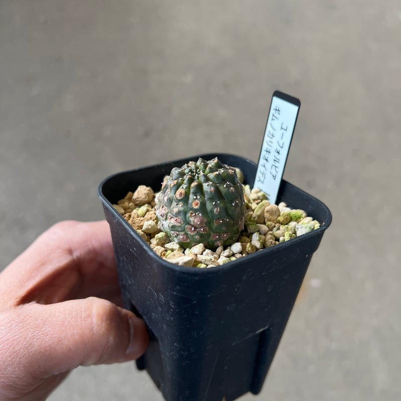 ユーフォルビア ギムノカリキオイデス4 | STELLA.PLANTS