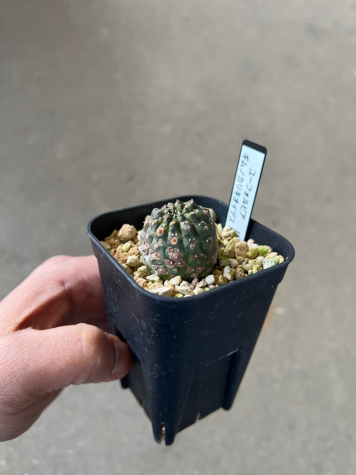 ユーフォルビア ギムノカリキオイデス4 | STELLA.PLANTS