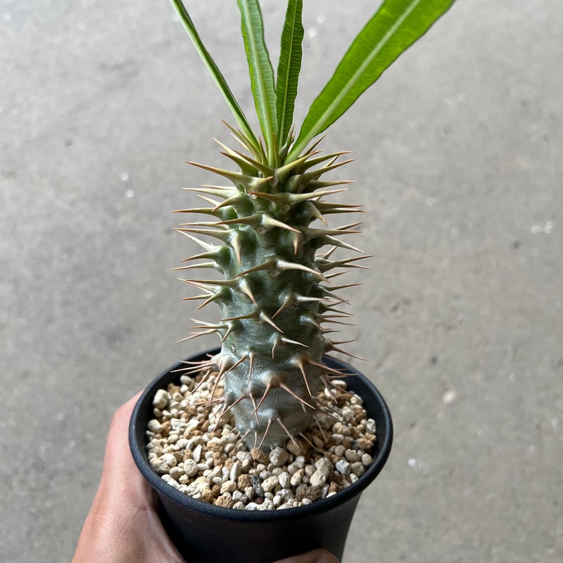 パキポディウム アンボンゲンセ | STELLA.PLANTS パキポディウム アンボンゲンセ | STELLA.PLANTS