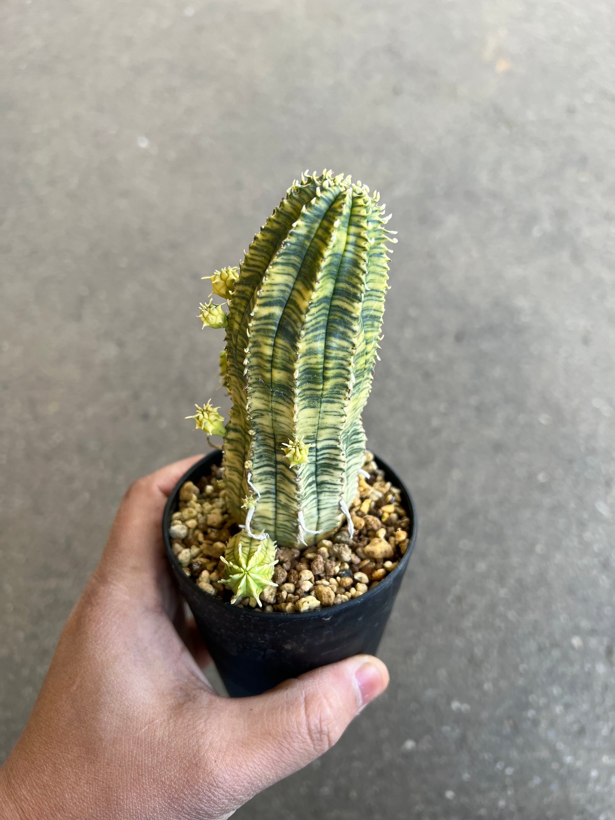 ユーフォルビア 魔紅麒麟錦　カキコ含む　一鉢　サボテン　多肉植物 ユーフォルビア 魔紅麒麟錦 | STELLA.PLANTS