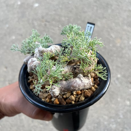 モンソニア ムルチフィダ