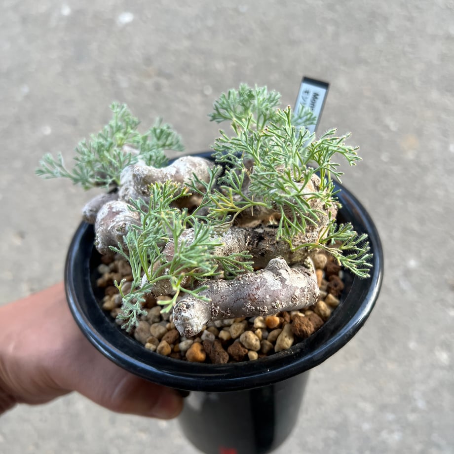 66deb1585015b20166f4249f