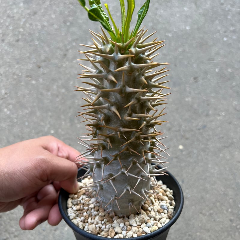 パキポディウム アンボンゲンセ | STELLA.PLANTS パキポディウム アンボンゲンセ | STELLA.PLANTS