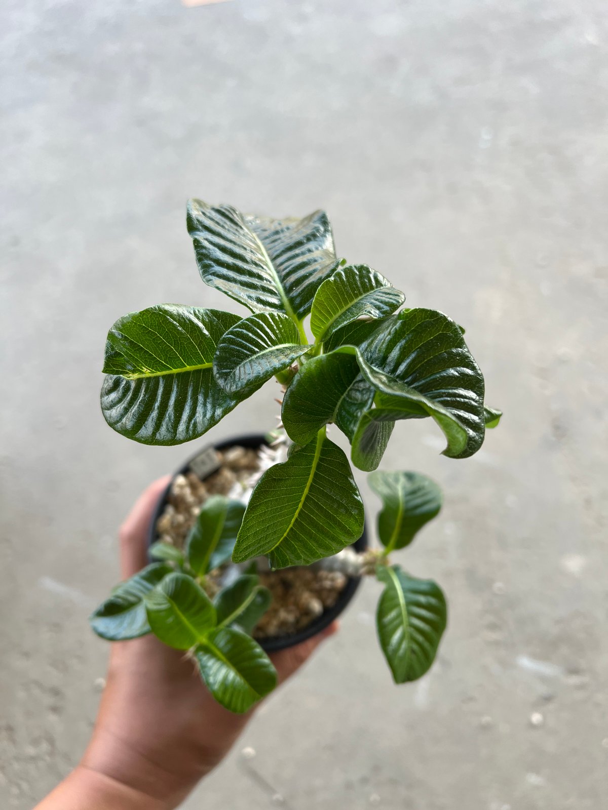 T*a様 GW価格 グラキリス 内田裕太氏鉢付き ウィンゾリー