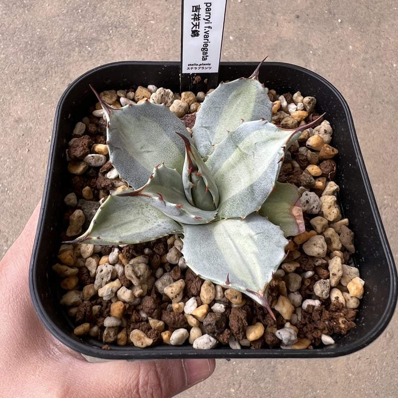Agave 吉祥天錦 | STELLA.PLANTS Agave 吉祥天錦 | STELLA.PLANTS