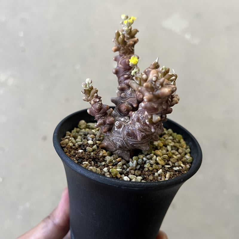 大株 特選 現地株 オトンナ ヘレー 大株 特選 現地株 オトンナ ヘレー Othonna herrei【オトンナ