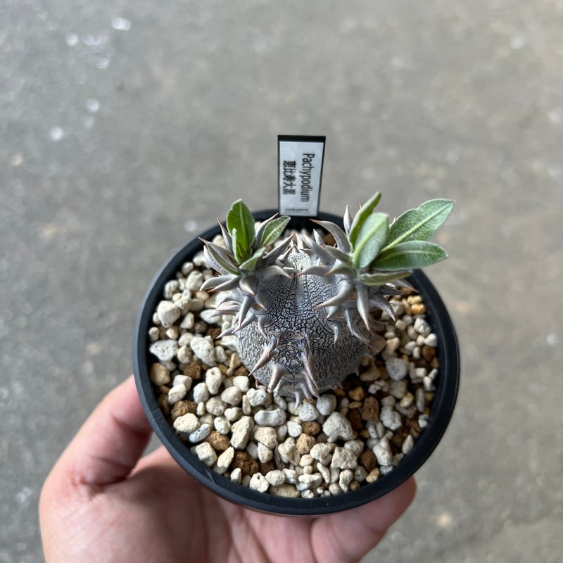 パキポディウム デンシカウレ 大株 実生 8年 C-52多肉植物 【特選