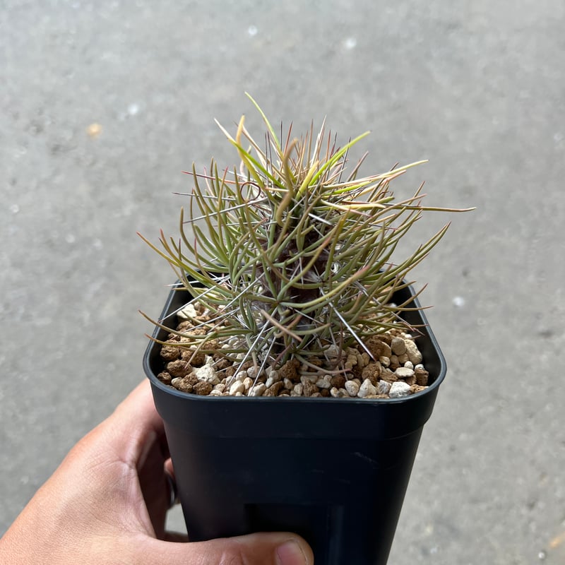 ディディエレア マダガスカリアンシス | STELLA.PLANTS ディディエレア マダガスカリアンシス | STELLA.PLANTS