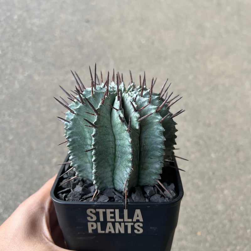 ユーフォルビア ホリダ | STELLA.PLANTS