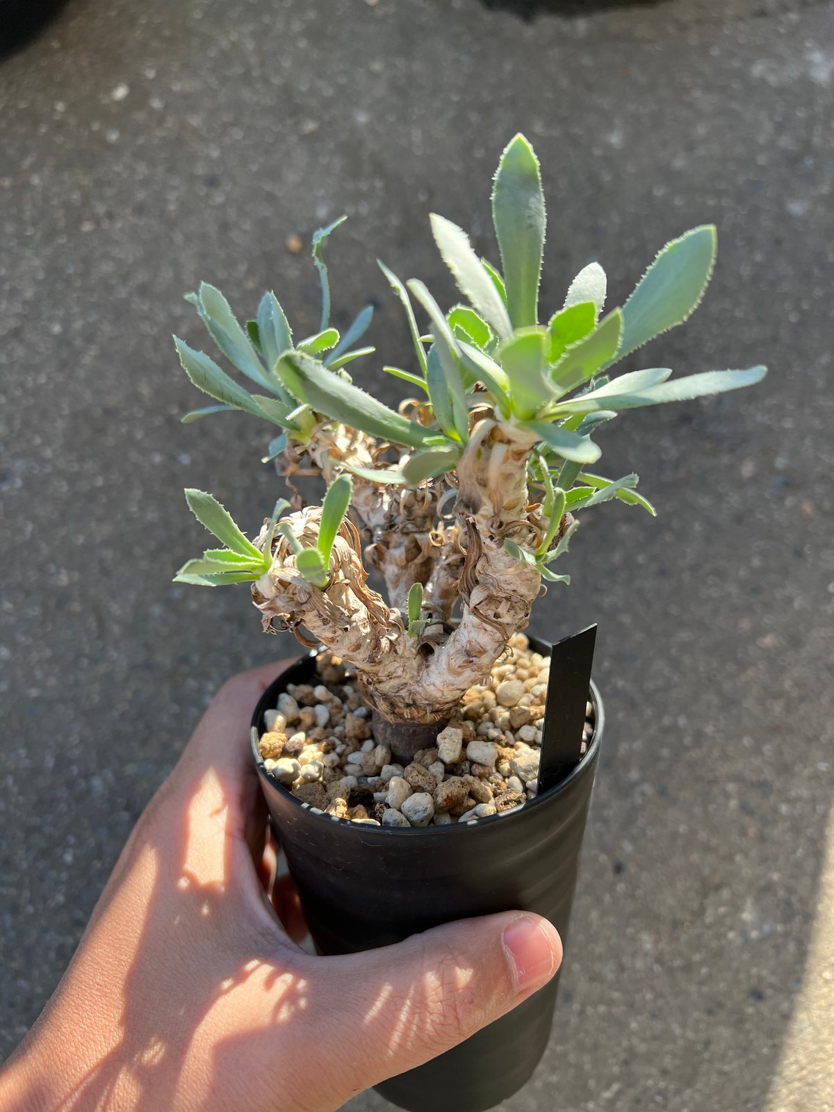 オトンナ レピドカウリス | STELLA.PLANTS