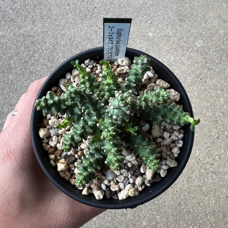 CATEGORY ユーフォルビア | STELLA.PLANTS