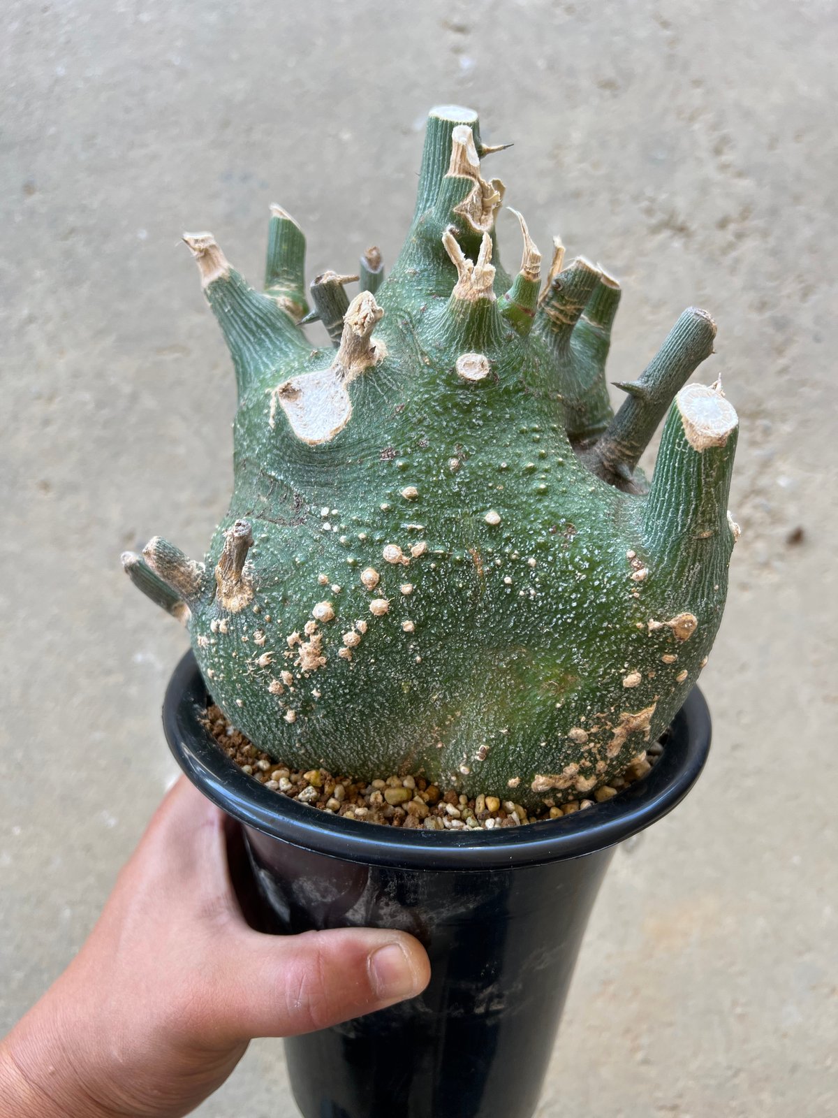 アデニア プセウドグロボーサ | STELLA.PLANTS 