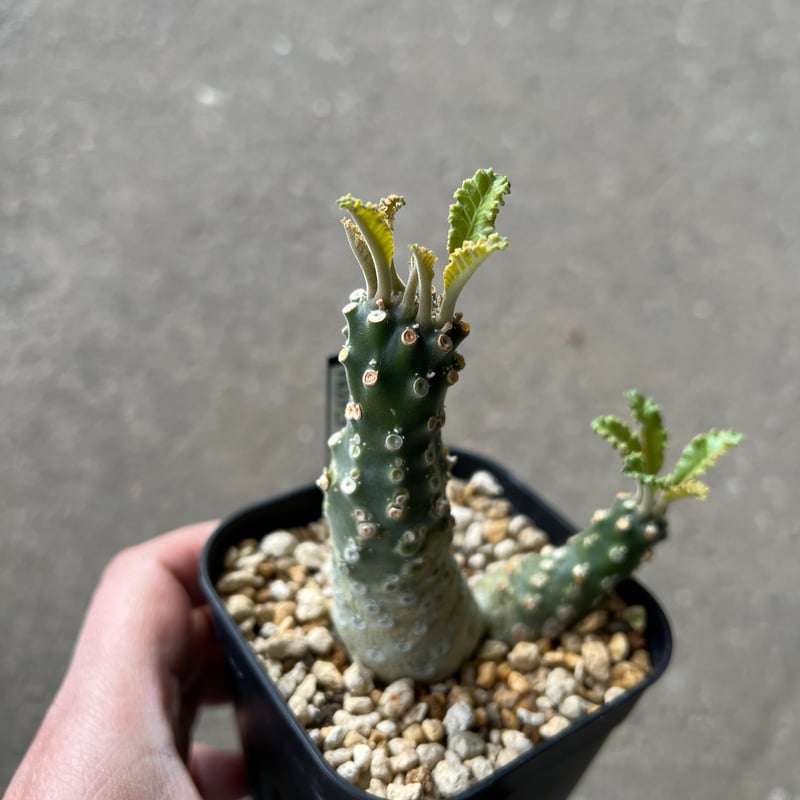 ドレステニア　ラブラニー　綴化(てっか) 現品 ドレステニア ラブラニー 綴化(てっか) 現品