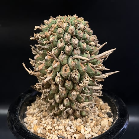 ユーフォルビア スコエランディ　闘牛角