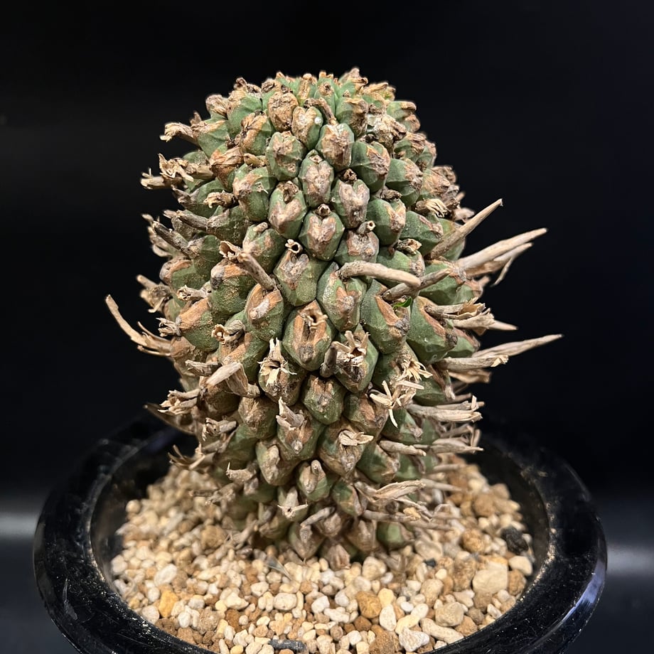 675a97f6ff050403b9fb91dc