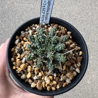 ユーフォルビア デセプタ1