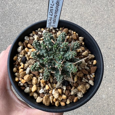 CATEGORY ユーフォルビア | STELLA.PLANTS