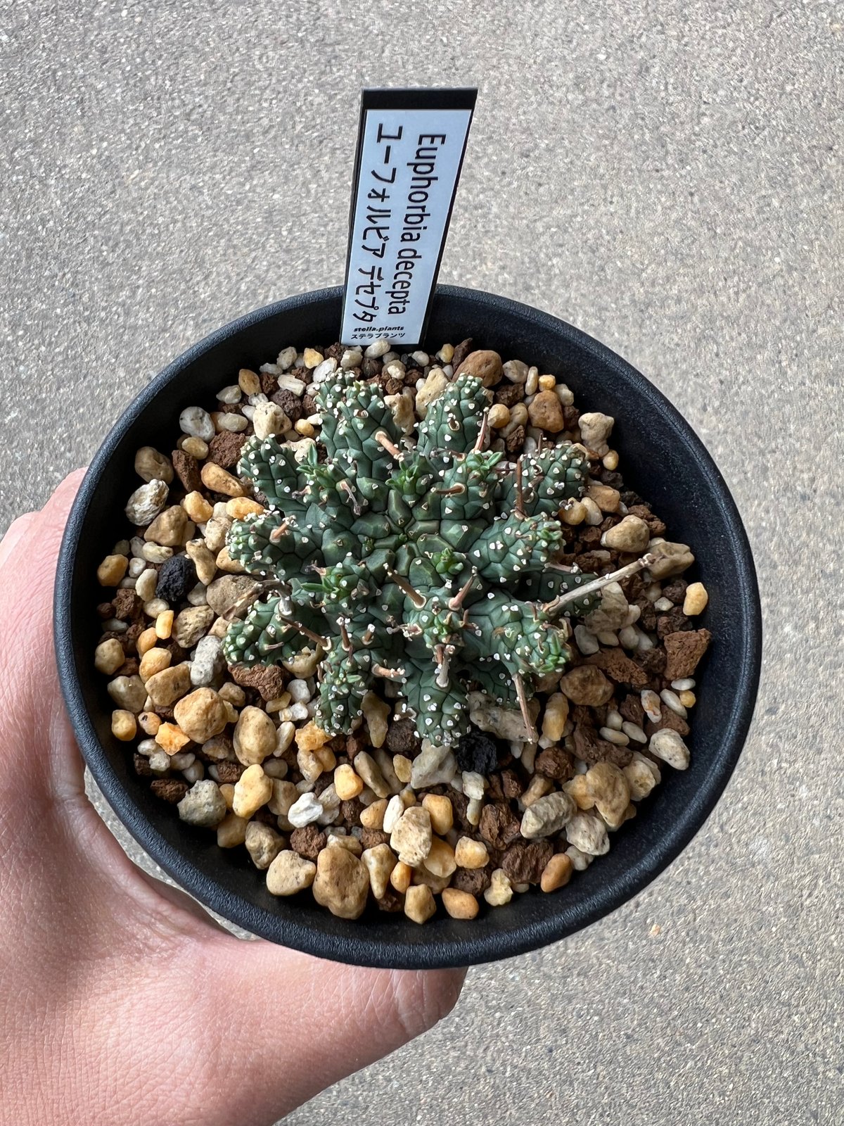 ユーフォルビア デセプタ1 | STELLA.PLANTS