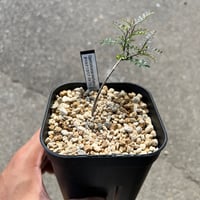 ボスウェリア サクラ ボスウェリア サクラ | STELLA.PLANTS