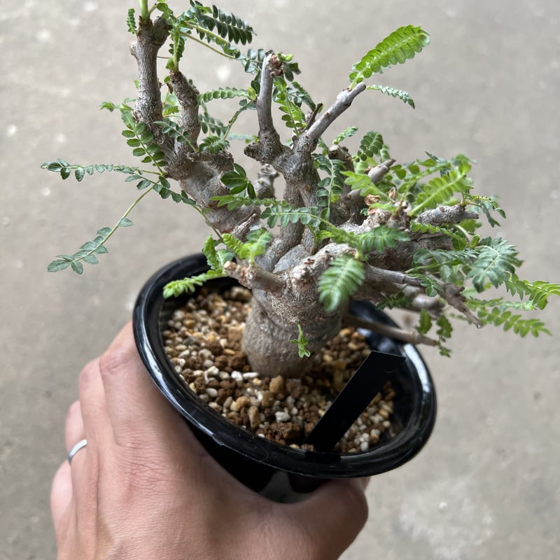 ネーヴェクレマ ボスウェリア ネグレクタ | STELLA.PLANTS