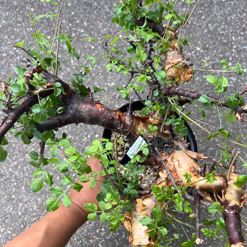 コミフォラ ボラネンシス | STELLA.PLANTS