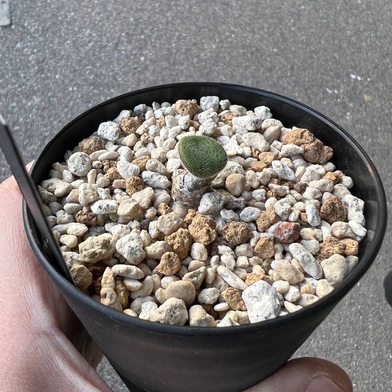 チレコドン　ノルティー チレコドン ノルティ2 | STELLA.PLANTS