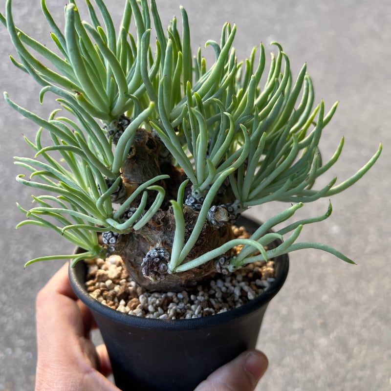 チレコドン ペアルソニー3.5-5 | STELLA.PLANTS