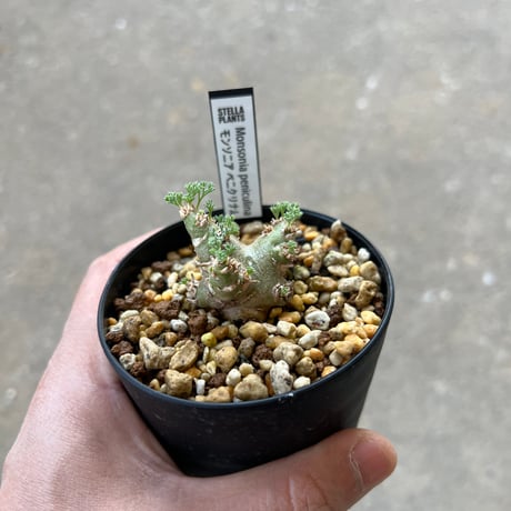 モンソニア ペニクリナム4