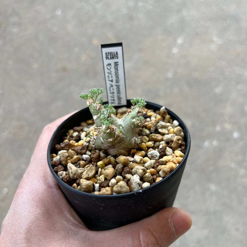 モンソニア ペニクリナム_実生株C（抜き苗）【価格交渉可】 モンソニア ペニクリナム4 | STELLA.PLANTS