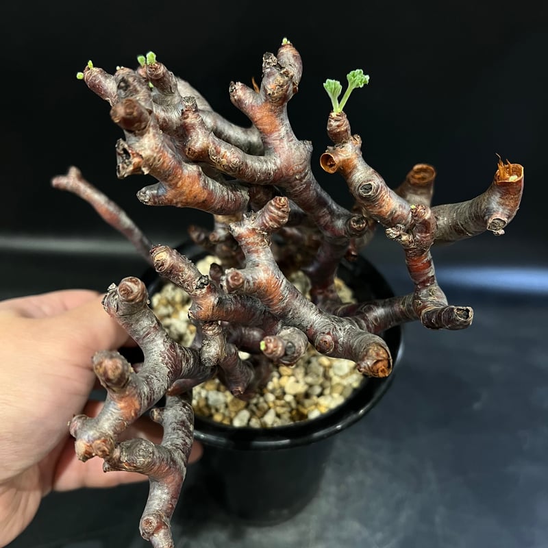 ペラルゴニウム ミラビレ | STELLA.PLANTS