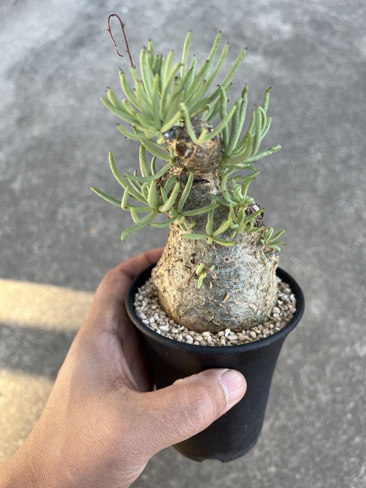 o*豆様 チレコドン　ペアルソニー　発根済み　鉢ごと発送 plants241115o52-247x296.jpg