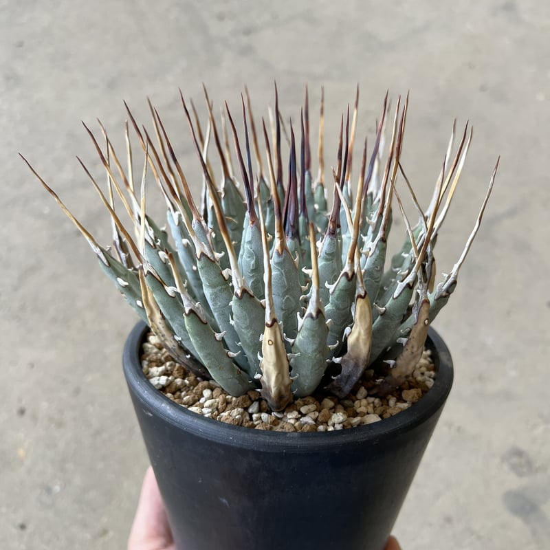 アガベ ユタエンシスエボリスピナ カキコ ② アガベ ユタエンシス エボリスピナ No.2 | Agave Rocon