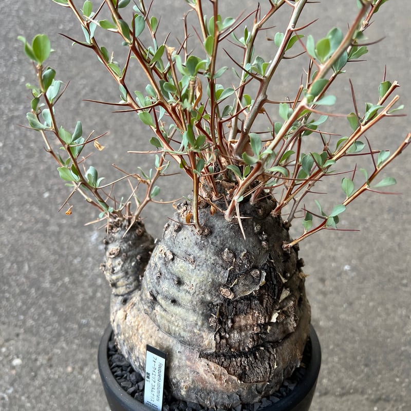 【丸型コレクション株】フォークイエリア コルムナリス 観峰玉 現地球 発根済 フォークイエリア コルムナリス 