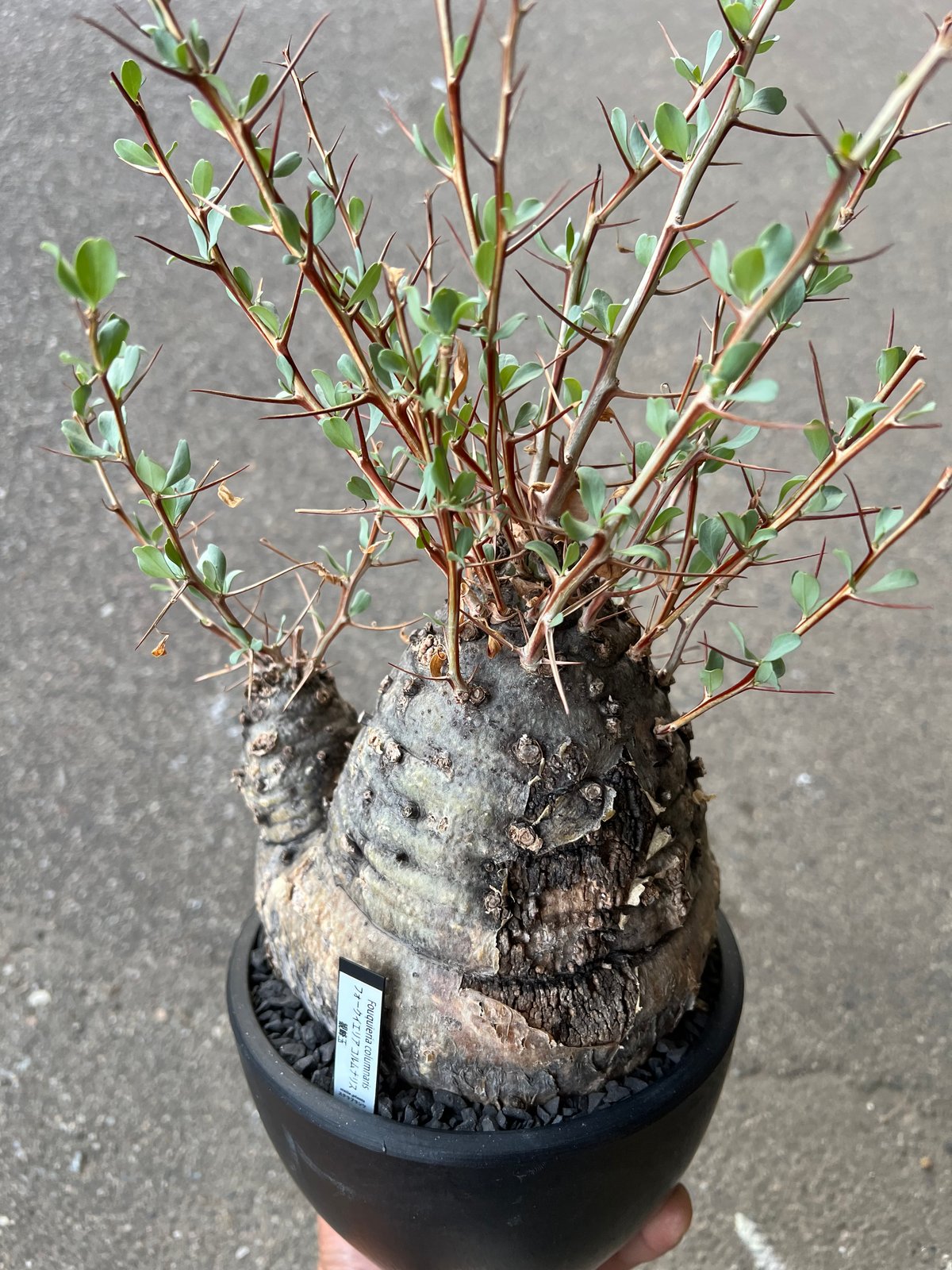 フォークイエリア コルムナリス 観峰玉 | STELLA.PLANTS