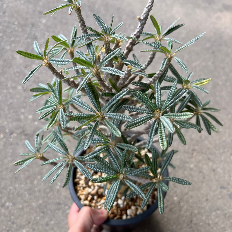 ドルステニア　ギガス ドルステニア ギガス ブラータ | STELLA.PLANTS