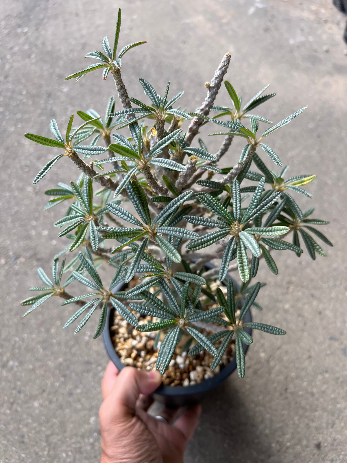 ドルステニア ギガス ブラータ | STELLA.PLANTS