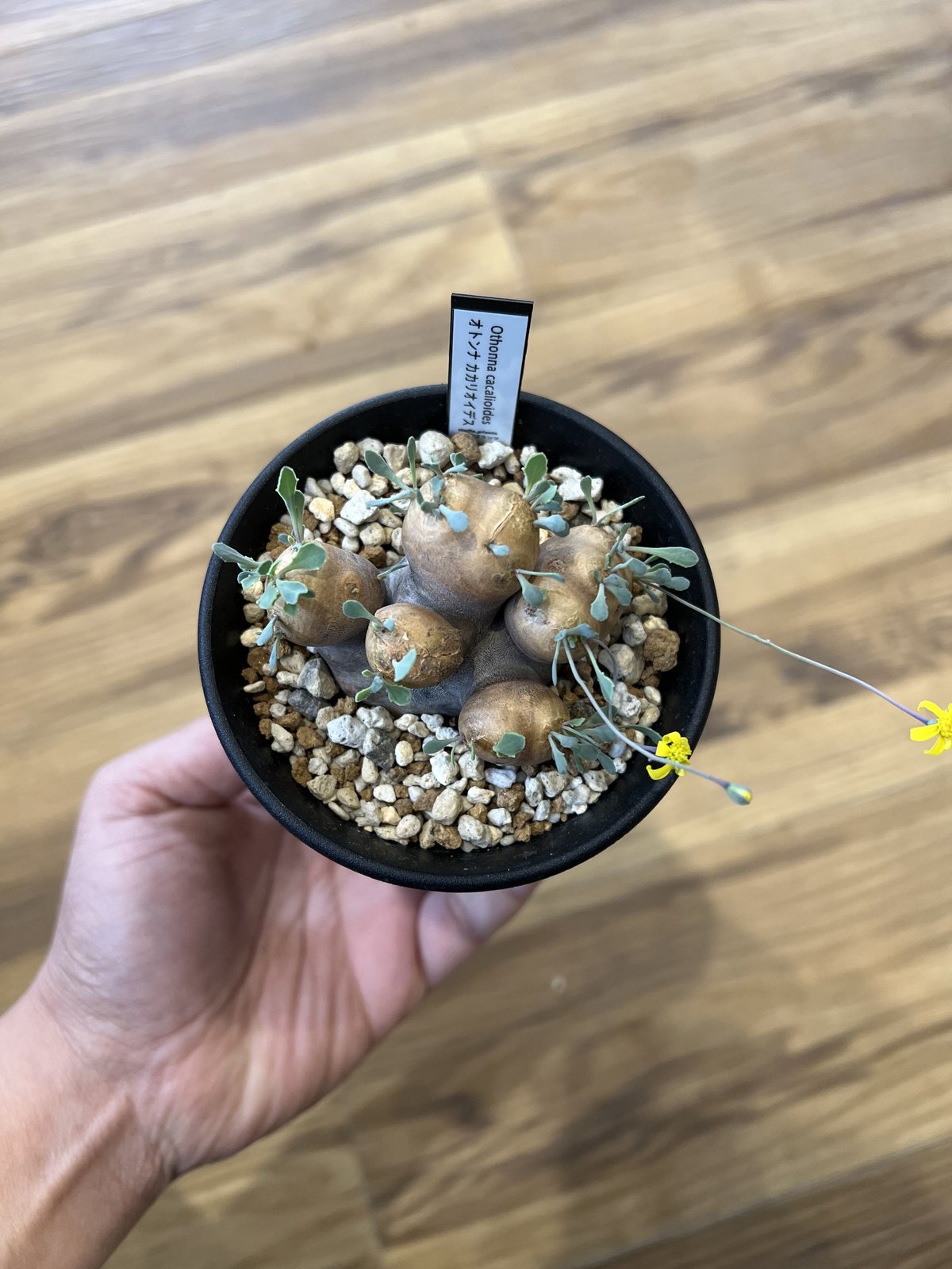 オトンナ カカリオイデス | STELLA.PLANTS オトンナ カカリオイデス | STELLA.PLANTS