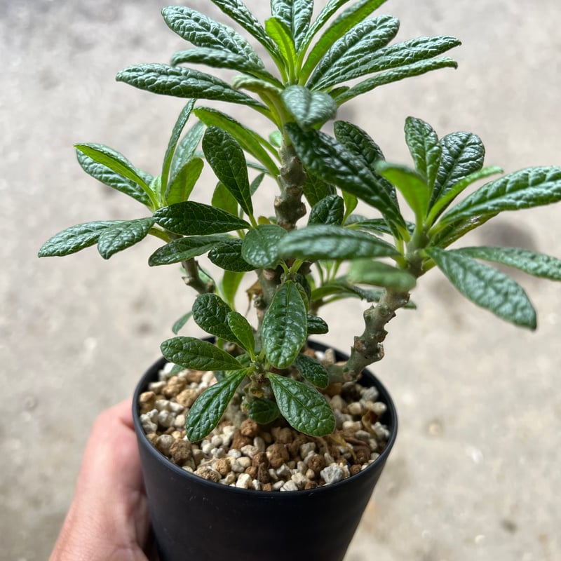 ドルステニア ギガス | STELLA.PLANTS ドルステニア ギガス | STELLA.PLANTS
