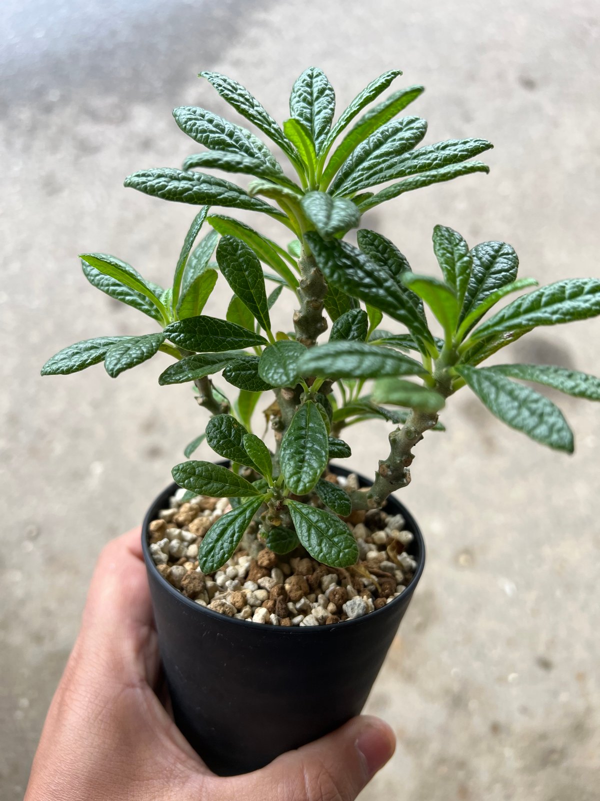 ドルステニア ギガス | STELLA.PLANTS ドルステニア ギガス | STELLA.PLANTS
