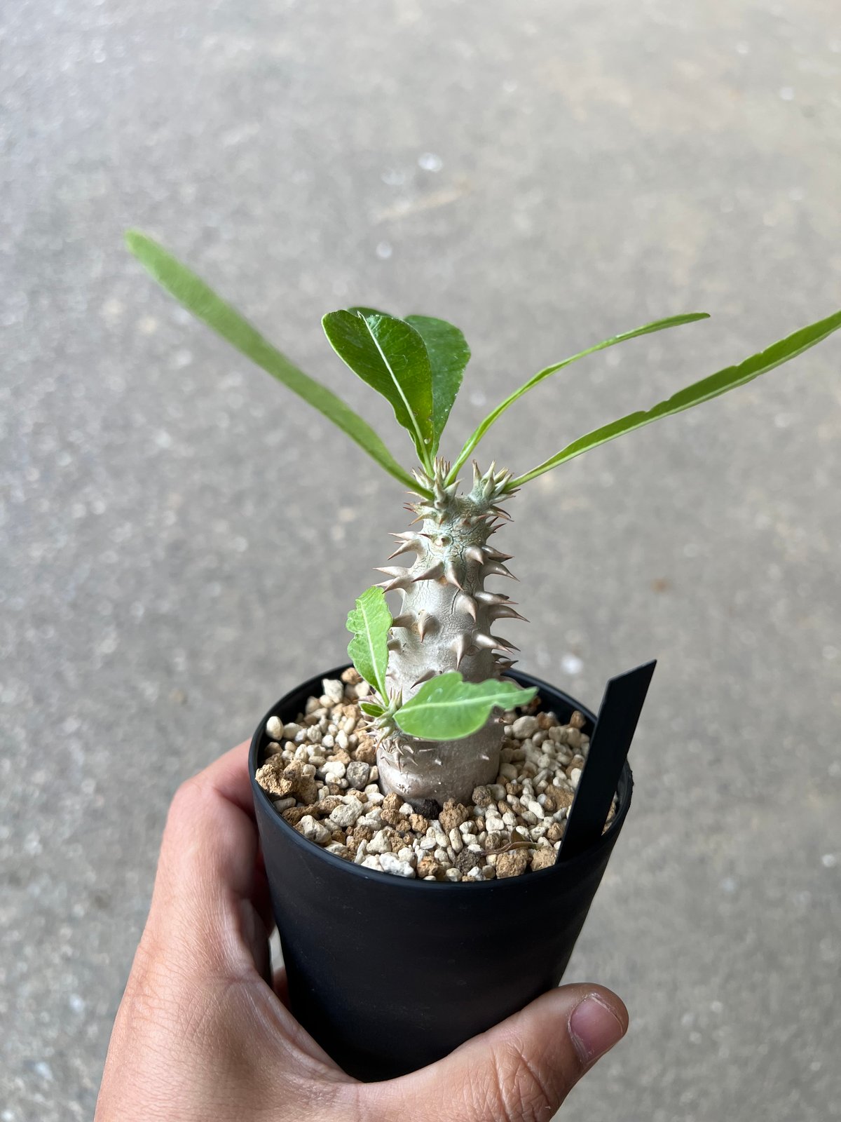 【実生株】パキポディウム　ビカラー　★鉢付き パキポディウム ビカラー1 | STELLA.PLANTS