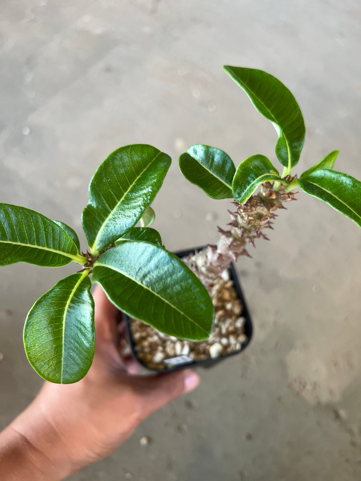 ウィンゾリー　パキポディウム②早い者勝ち☆ パキポディウム ウィンゾリー実生② Hanayoshi-botanical