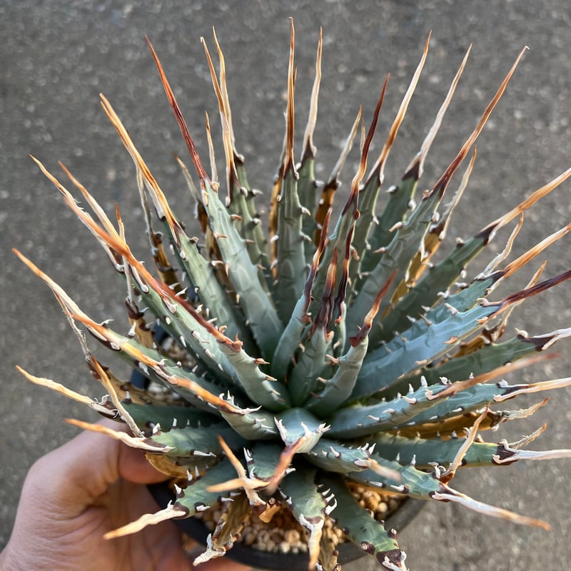 ユタエンシス エボリスピナ 5寸鉢サイズ | STELLA.PLANTS